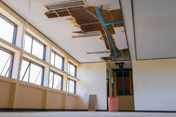 Best Professional water damage repair  in Show Low, AZ