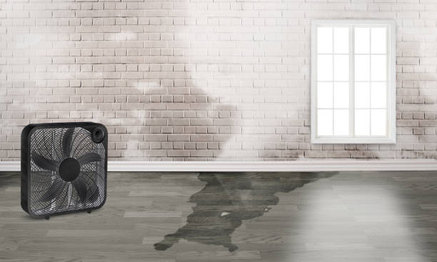 Best 24-hour water damage restoration  in Show Low, AZ