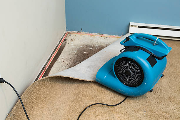 Best Local water damage restoration  in Show Low, AZ